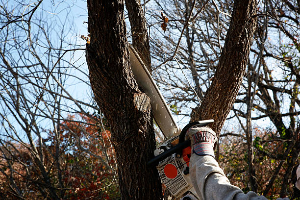 How Our Tree Care Process Works  in  Villa Ridge, MO